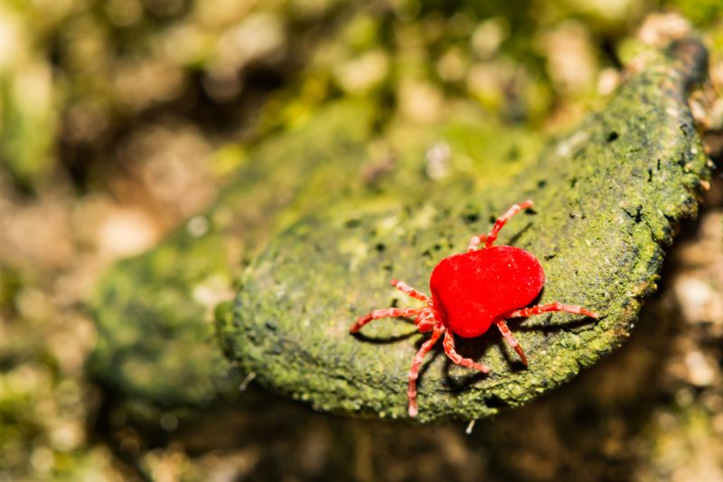 Chigger Extermination