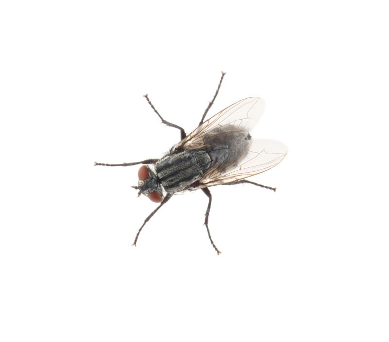 Fly Infestation Extermination