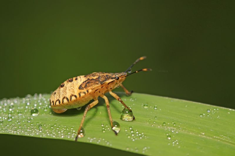 Health And Nuisance Issues Caused By Stinkbugs