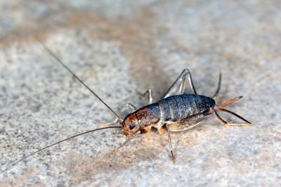 How Professional Cricket Pest Control Works