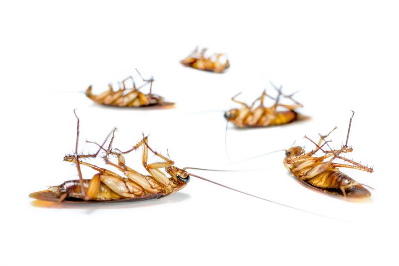 Roach Infestation Treatment