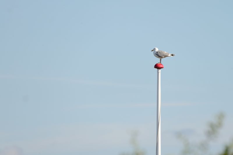 Seagull Spike Installation