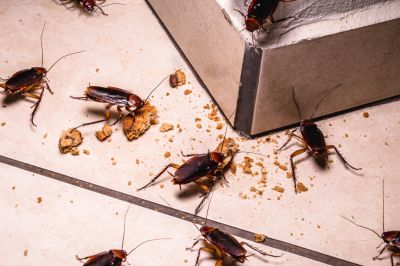 Signs You Have A Roach Infestation In Your Home Or Business