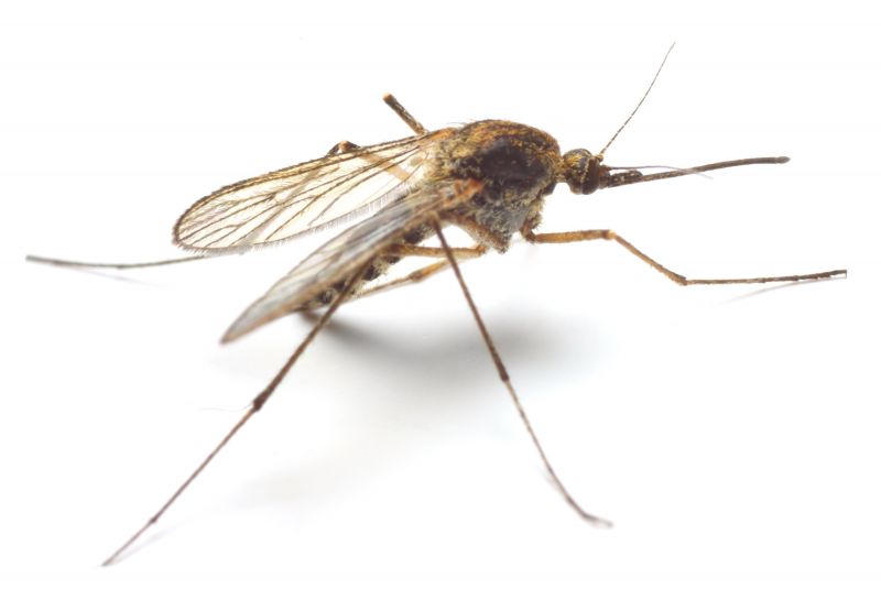 Signs You Need Fly Or Mosquito Control Services