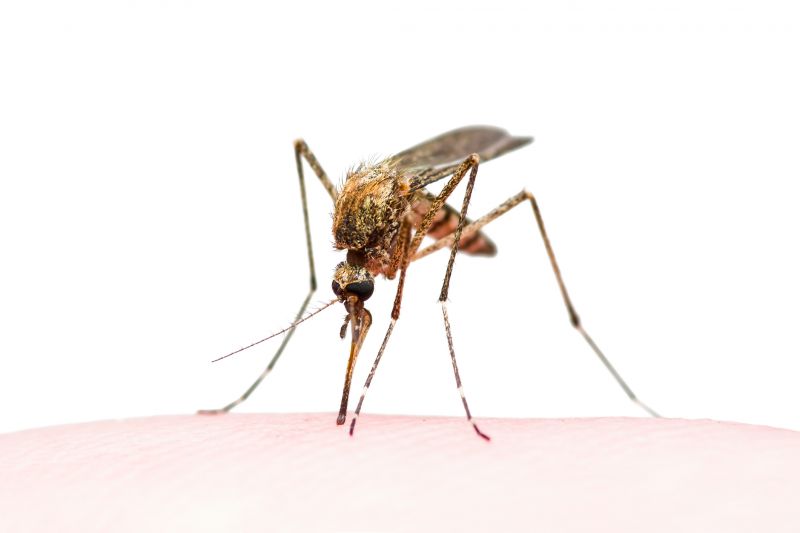 Signs Your Property Needs Professional Mosquito Or Fly Treatment