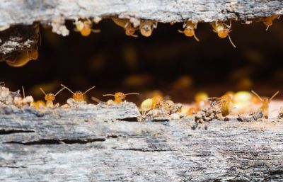 Termites Extermination