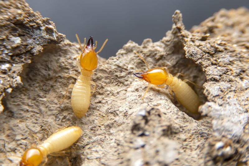 Winged Termite Extermination