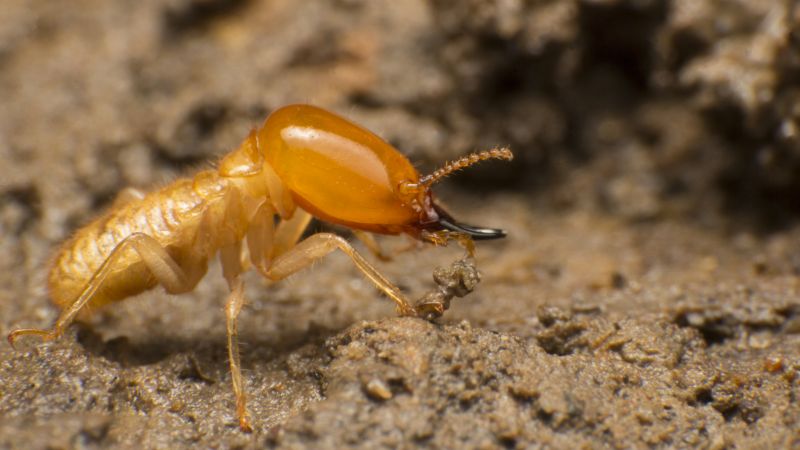 Winged Termite Extermination