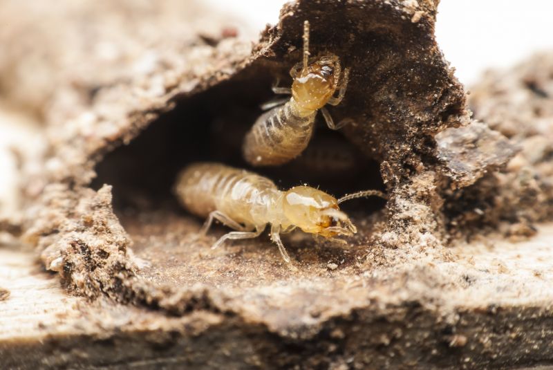 Winged Termite Removal